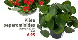 Deka Tuin Pilea peperomioides aanbieding