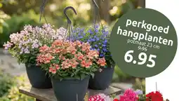 Deka Tuin Perkgoed hangplanten aanbieding