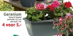 Deka Tuin Geranium aanbieding