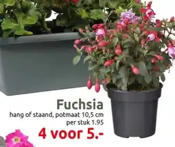 Deka Tuin Fuchsia aanbieding