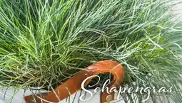 Deka Tuin Festuca glauca aanbieding