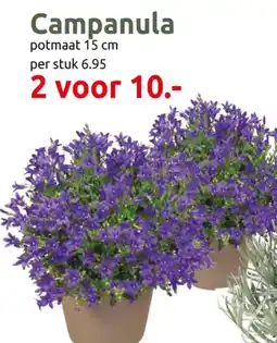 Deka Tuin Campanula aanbieding