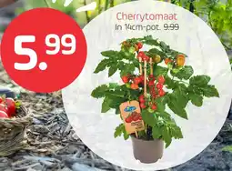 Coppelmans Cherrytomaat aanbieding