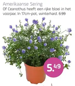 Coppelmans Amerikaanse Sering aanbieding