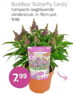 Coppelmans Buddleja Butterfly Candy aanbieding