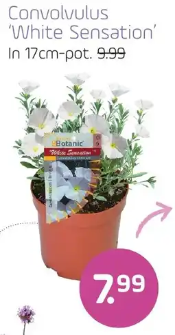 Coppelmans Convolvulus White Sensation aanbieding