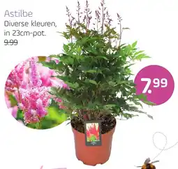 Coppelmans Astilbe aanbieding