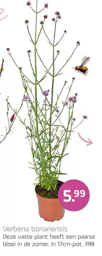 Coppelmans Verbena bonariensis aanbieding