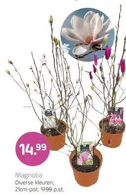 Coppelmans Magnolia aanbieding
