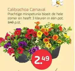 Coppelmans Calibrachoa Carnaval aanbieding