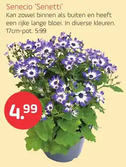 Coppelmans Senecio Senetti aanbieding