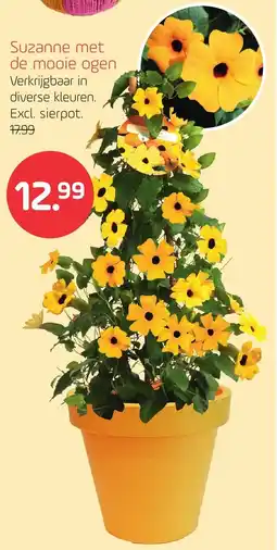 Coppelmans Suzanne met de Mooie Ogen aanbieding