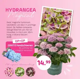 Coppelmans Hydrangea Magical aanbieding