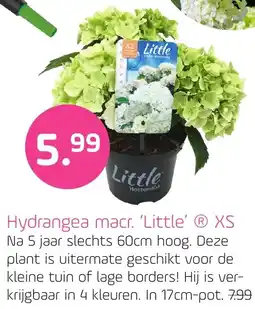 Coppelmans Hydrangea macr Little XS aanbieding