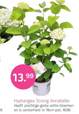 Coppelmans Hydrangea Strong Annabelle aanbieding