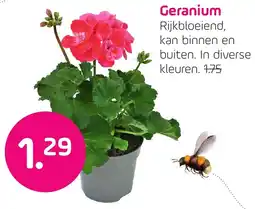 Coppelmans Geranium aanbieding