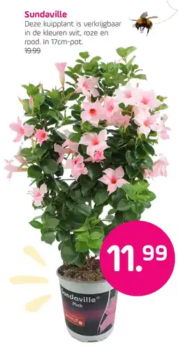 Coppelmans Sundaville aanbieding