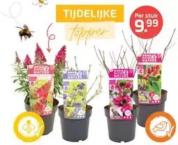 Coppelmans Tijdelijke topper aanbieding