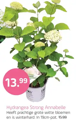 Coppelmans Hvdrangea Strong Annabelle aanbieding