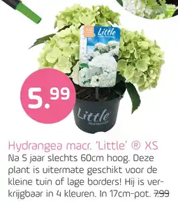 Coppelmans Hydrangea macr. 'Little’ ® XS aanbieding