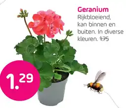 Coppelmans Garanium aanbieding