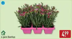ALDI Dianthus aanbieding