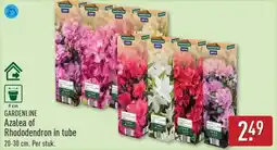 ALDI Gardenline Azalea of Rhododendron in tube aanbieding