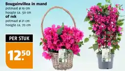 Poiesz Bougainvillea in mand of rek aanbieding
