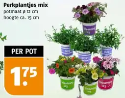 Poiesz Perkplantjes mix aanbieding