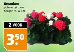 Poiesz Geranium aanbieding