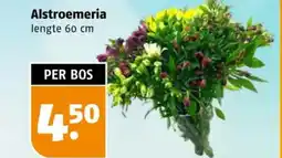 Poiesz Alstroemeria aanbieding
