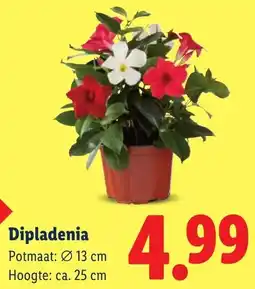 Lidl Dipladenia aanbieding