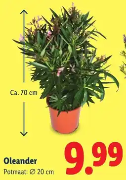 Lidl Oleander aanbieding