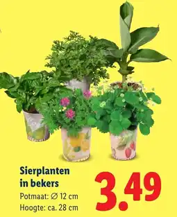 Lidl Sierplanten in Bekers aanbieding