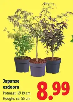 Lidl Japanse Esdoorn aanbieding