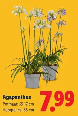 Lidl Agapanthus aanbieding