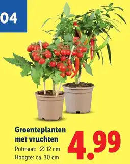 Lidl Groenteplanten met Vruchten aanbieding