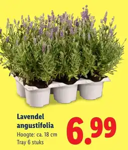 Lidl Lavendel Angustifolia aanbieding