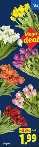 Lidl Tulpen aanbieding