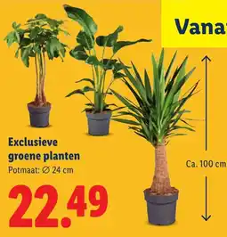 Lidl Exclusieve Groene Planten aanbieding