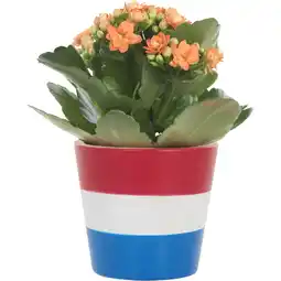 Albert Heijn AH Mini kalanchoë in rood-wit-blauw pot aanbieding