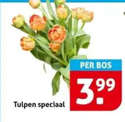 Hoogvliet Tulpen speciaal aanbieding