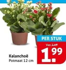 Hoogvliet Kalanchoë aanbieding