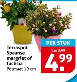 Hoogvliet Terraspot Spaanse margriet of fuchsia aanbieding