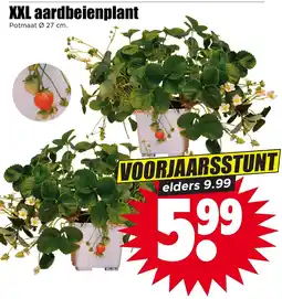 Dirk XXL aardbeienplant aanbieding