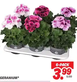 Dekamarkt Geranium aanbieding