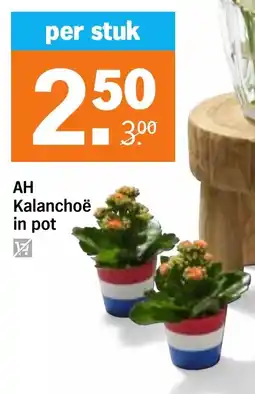 Albert Heijn AH Kalanchoë aanbieding