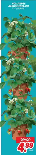 Dekamarkt HOLLANDSE AARDBEIENPLANT aanbieding