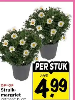Vomar Voordeelmarkt Struik- margriet aanbieding