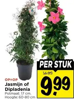 Vomar Voordeelmarkt Jasmijn of Dipladenia aanbieding